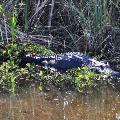 American Alligator - By Mandy D&#39;Andrea