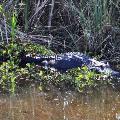 American Alligator - By Mandy D'Andrea