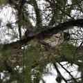 Broad Winged Hawk - By Elizabeth Letts