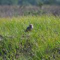 Burrowing owl - By Pauline Haas