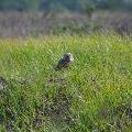 Burrowing owl - By Pauline Haas