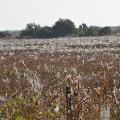 Field Spider Webs - By Mandy D’Andrea