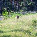 Florida Panther - By Linda Billie