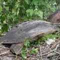 Florida Soft Shell Turtle - By Mandy D’Andrea