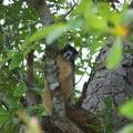 Fox Squirrel - By Whitney Sapienza &amp; Mandy D’Andrea