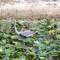 Great Blue Heron - By ERMD Staff