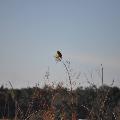 Meadowlark - By Mandy D’Andrea