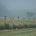 Red Shoulder Hawk (left) &amp; Northern Crested Caracara (right) - By Pauline Haas