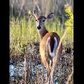 White Tailed Deer By Tabitha S Cook